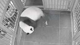 Anuncian nacimiento de pandas gemelos en zoológico de Tokio