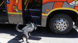 Perrito boliviano que se pasea en bús enamora a todos, ya no es callejero y vive con otros