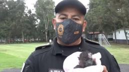 Brigada de Vigilancia Animal de la SSC resguarda a cría de mono aullador, en Iztapalapa