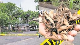 Cierran Jardín Juárez en Cuernavaca para combatir una plaga de arañas que seca los árboles