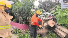 Lluvia salvaje tiró árboles y provocó aterradores encharcamientos en Morelos