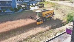 Un hombre se negó a vender su campo y ahora cosecha entre edificios, en Polonia