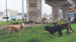 Vecinos denuncian perros callejeros 'con cara de malos', bajo Tren Interurbano Méx -Toluca