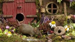 Fotógrafo descubre a familia de ratones en su jardín y les construye casitas de hobbits