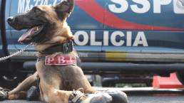 Molly, la perrita policía que es especialista en detectar drogas, en la Ciudad de México