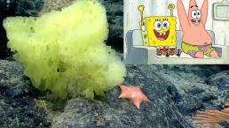 ¡Sí existen! Encuentran a Bob Esponja y a Patricio Estrella de la vida real, en el Atlántico