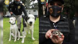 Brigada de Vigilancia Animal ha rescatado 364 animales en lo que va del año, en CDMX