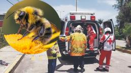 Hombre descubre panal de abejas, las molesta y termina en el hospital en Morelos