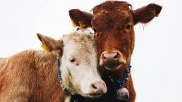 Científicos neozelandeses y alemanes logran enseñar a vacas a ir al baño