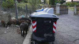 Roma enfrenta invasión de jabalíes que se alimentan de basura y causan accidentes