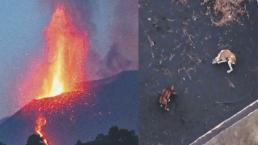 Compañía española de drones prepara rescate de perros atrapados cerca del volcán La Palma