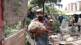 Derriban casas de 10 familias en Iztapalapa, denuncian que no les avisaron y hasta granja tenían