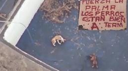 Perros atrapados en el volcán La Palma son salvados por misterioso equipo de rescate