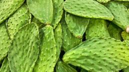 Estos son los beneficios que da a tu salud el tesoro verde mexicano, el nopal