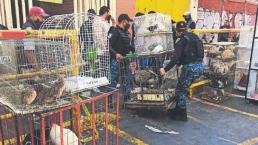 Incendio exhibe que animales en el Mercado de Sonora viven en condiciones abominables