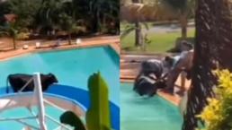 Vaca escapa del matadero pero termina atrapada en un tobogán de parque acuático, en Brasil