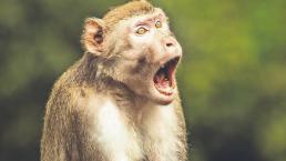 Divertida foto de un mono en situación incómoda gana los Comedy Wildlife Photo Awards 2021