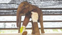 Bebé elefante es rescatado de una trampa de cazador en Tailandia, traía un balazo