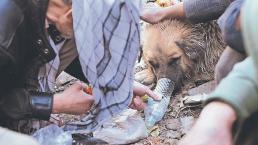 Vagabundos hacen drogadictos a perros callejeros para no pasar frío, en Afganistán