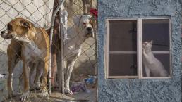 Mascotas llevan 4 días atrapadas en la casa donde asesinaron a una familia, en Tijuana