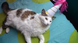 Fiesta de cumpleaños a tierno gatito termina con 15 personas contagiadas de Covid