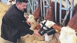 Vacas con gafas de realidad virtual producen más leche, asegura granjero de Turquía