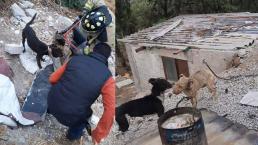 Rescatan a 19 perritos, 6 gallinas de 4 patos que vivían un infierno en casa de Edomex