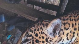 Cazan a jaguar, le arrancan la piel y lo presumen en redes sociales en Campeche