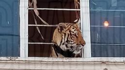 Policías resguardan vivienda tras asomarse un tigre por la ventana, en el Edomex