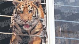 Esto es todo lo que pasó con Bagheera, la cachorra de tigre que estaba en una casa del Edomex