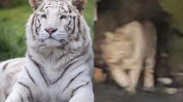 Atrapan en Querétaro a un tigre blanco, podría ser el mismo que merodeaba por Guanajuato