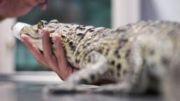 Rescatan a cocodrilo mexicano en peligro de extinción, dentro de vivienda en Ecatepec