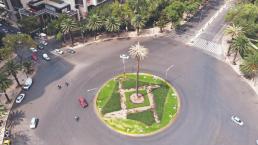 Palmera en la Glorieta de la Palma en CDMX será removida, esta es la razón