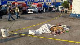 Amigos por siempre: Perrito cuida el cadáver del hombre con el que vivía en la calle, en CDMX 