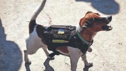 Por detectar más de 200 explosivos, condecoran a perrito de Ucrania como héroe canino