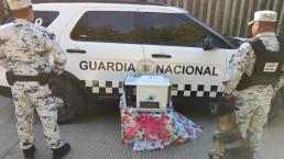 Tras cateo con canes, hallan paquetes de metanfetamina dentro de microondas, en Sinaloa