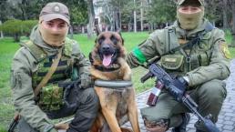 Él es Max, el perrito abandonado por los rusos y que ahora pelea por Ucrania