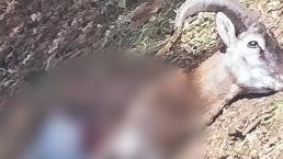 Matanza de animales en zoológico de Colima provoca terror, trabajadores revelan la historia