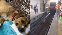 Rescatan a perrito que sufrió quemaduras en sus patitas, en el Metro CDMX