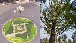 Todo listo para plantar el ahuehuete que sustituirá la palmera en Paseo de la Reforma, en CDMX