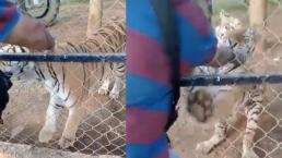 Video capta momento en que tigre de bengala le despedaza los brazos a hombre, en Michoacán