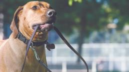 Multarán por no llevar perros con correa en Argentina, tras ataques caninos