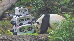 Xin Xin cumplió 32 años, es una de las pandas más grandes del mundo y vive en la CDMX