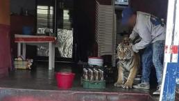 Habitante de Hidalgo pierde a su tigre y lo encuentra en taquería, todo esto hizo el felino