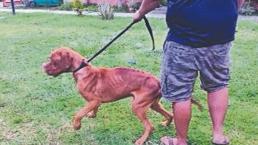 Rescatan a perrito en los huesos en Morelos, lo rehabilitarán y le buscarán casa