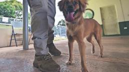 Perrita que viajaba de polizona en un buque ahora es policía en en aeropuerto, en Panamá