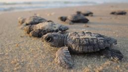 Por el insoportable calor, nacen más tortugas marinas hembras que machos, en Florida