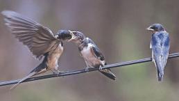 La golondrina “cola de tijera”, el ave aliada de la agricultura de Morelos