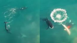 Video capta increíble momento cuando orcas devoran a un tiburón blanco, en Sudáfrica