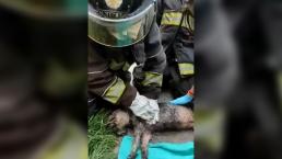 Bomberos le salvan la vida a un perrito, tras incendio de un departamento en Iztapalapa